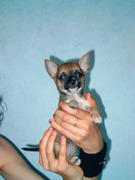 honden foto van vlinder