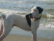 honden foto van robert en chico