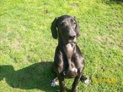 honden foto honden foto van Kelly