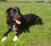 honden foto honden foto van Sas