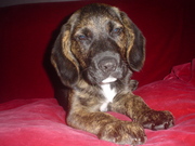 honden foto van Lynn