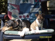 honden foto van monique