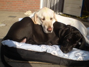 honden foto van annie