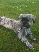 honden foto van Danielle & Joep