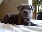 honden foto van Jeannette