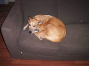 honden foto van honden zonder toekomst