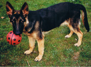 honden foto honden foto van Lara