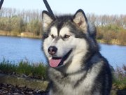 honden foto van Chimarron