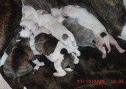 honden foto van Lynda;s Ameican Buldogs