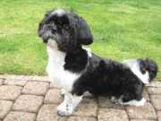 honden foto honden foto van Caroline Fr