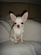 honden foto van valentino
