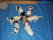 honden foto van AUDE 