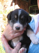 honden foto van Martha 