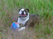 honden foto van Lynda's American Buldog kennel 