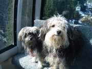 honden foto van Inge 