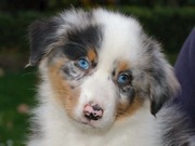 honden foto van Shannon