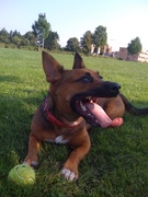 honden foto van Masud