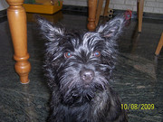 honden foto van Sharon & Ruby