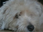 honden foto van sielke