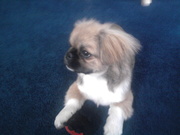 honden foto van naratu