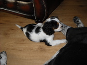 honden foto van boukje