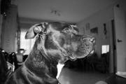honden foto van nathan 