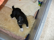 honden foto van Ettie