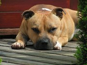 honden foto van john plateringen