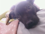 honden foto van Weezy