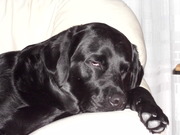 honden foto van stefan