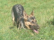 honden foto honden foto van anja