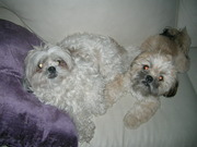 honden foto van chantal
