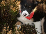 honden foto van Britt