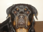 honden foto van Diana