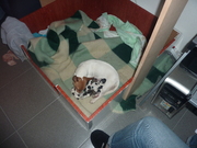 honden foto van snowy