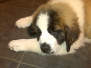 honden foto van rob cornelissen