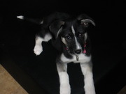 honden foto van Sanne