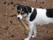 honden foto honden foto van chantal