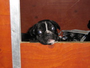 honden foto van priscilla