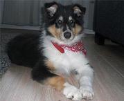 honden foto van Danny