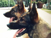 honden foto honden foto van Dutcheye