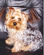 honden foto van Kokkie