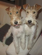 honden foto van Monique van Lotje en Kwibus!!! ***Flos en Buster en Morris***