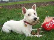 honden foto van Leanne