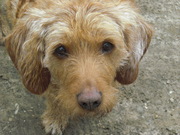 honden foto van Carla 