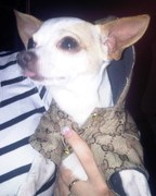 honden foto van shirley