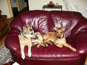 honden foto van bar