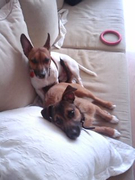 honden foto van francisca