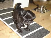 honden foto van Trudy Boon