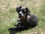 honden foto van Anouska